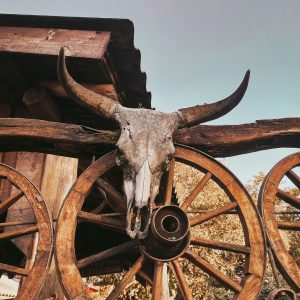 Bull skull mounted on rustic wooden wagon wheels in Brazilian countryside setting.